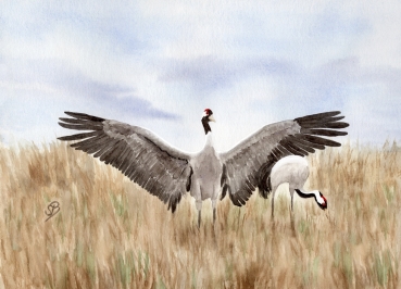 Poster DIN-A3  Aquarell Maritim Kunst Druck Kunstdruck Ostsee Kranich tanzend Ostsee Darß Zingst